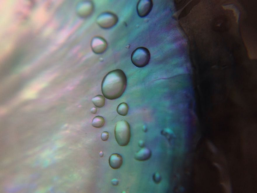 I Capture The Worlds Beneath Our Feet Using My Iphone And A Small Macro Lens I Capture The Worlds Beneath Our Feet Using My Iphone And A Small Macro Lens