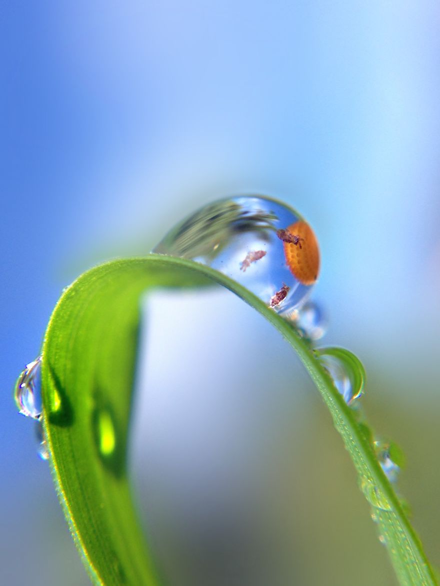 I Capture The Worlds Beneath Our Feet Using My Iphone And A Small Macro Lens I Capture The Worlds Beneath Our Feet Using My Iphone And A Small Macro Lens