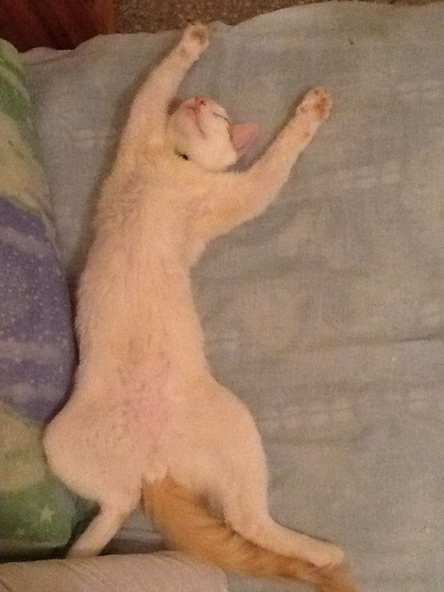 My Cat Be Like Yeah I'm Dead