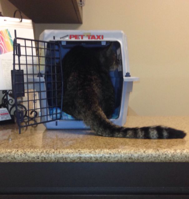 The Only Time He Likes His Pet Carrier, At The Vet!