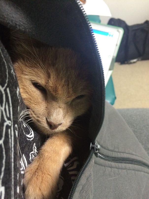 Chandler Not Too Pleased To Be At The Vet