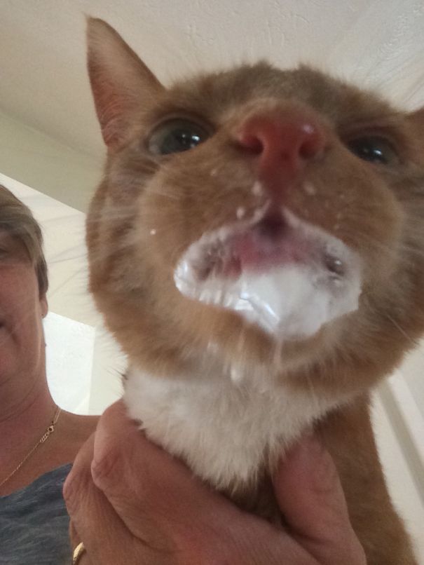 Just Been To The Vets We Now Get The Vet To Come To Us