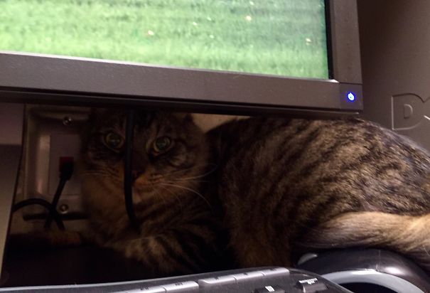 I'm Not Coming Out; She's Not My Vet. (at Night Visit To Emergency Clinic.)