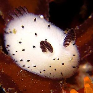 elizabethchampion avatar