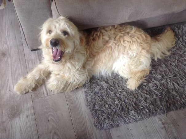 Double Doodle - Labradoodle Goldendoodle Mix (labrador, Poodle And Golden Retriever)