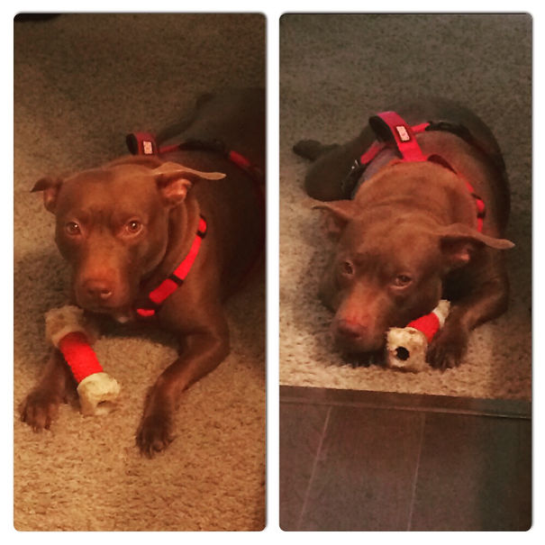 Nema (labrador + Pit Bull)