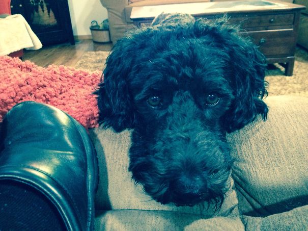 Aussiedoodle (australian Shepard And Poodle)