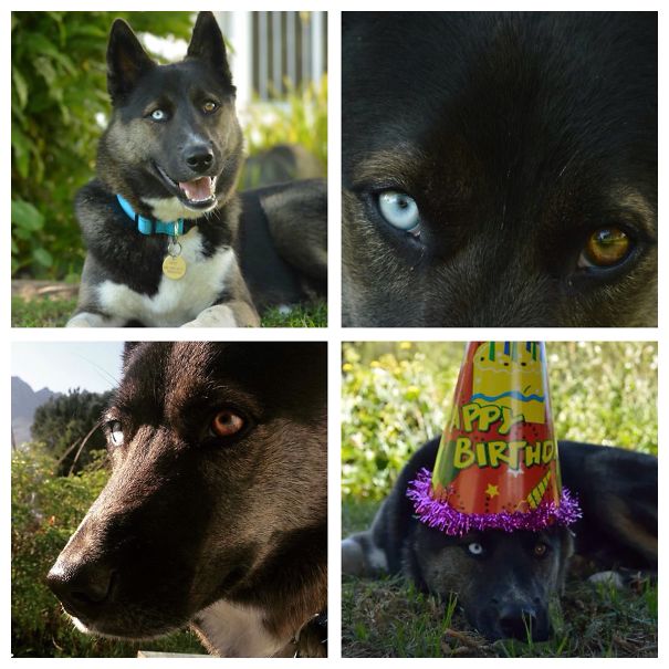 Black and white dog with different colored eyes 