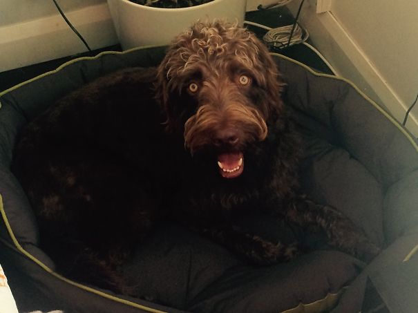 A Labwater Dog (spanish Water Dog / Labrador)
