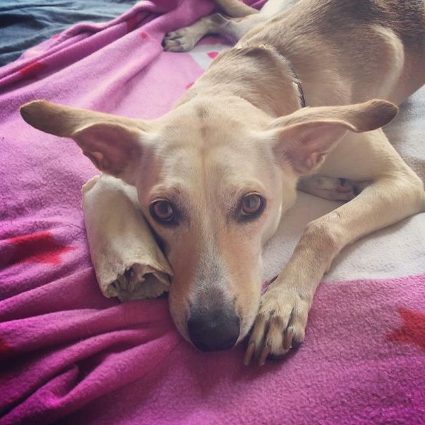 Brooklyn (part Yoda/caribbean Mexican Dog)