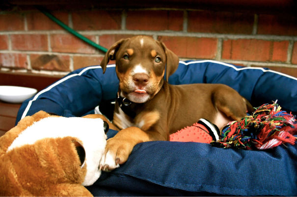 My Beautiful 3 Months Old Puppy, Mix Of Labrador, Doberman And Boxer