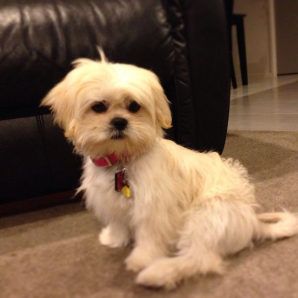 Daisy Lhasa Apso X Maltese