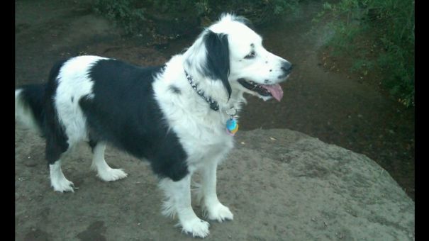 Meet Our Tinkerbell. She Is A Border Collie/lab Mix.