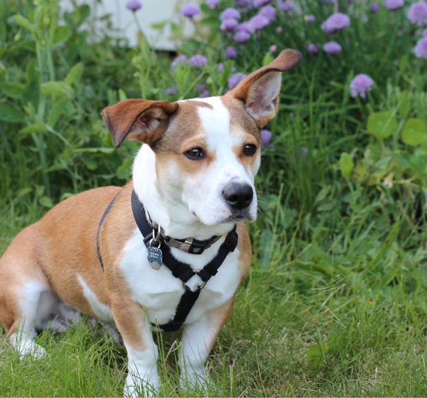 Our Corgi Beagle Mix!