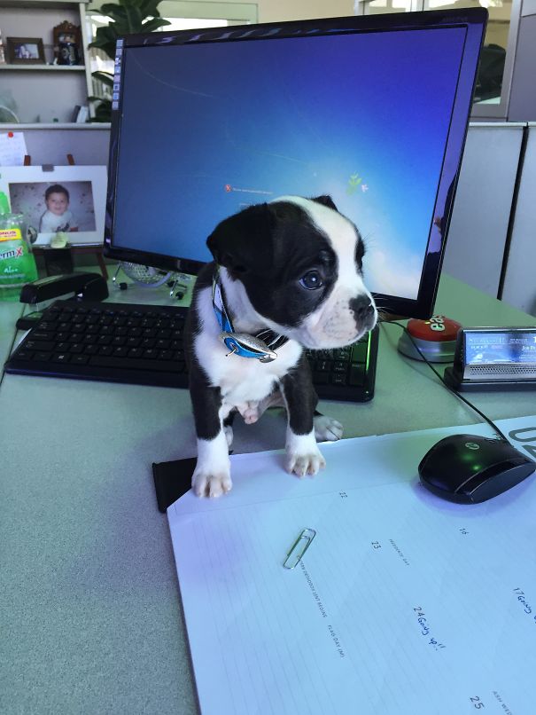 Bruce. Our Boxer And Boston Terrier Mix Puppy. :)