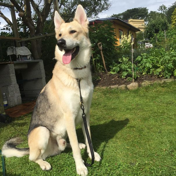 Collie, White Shepard & German Shepard