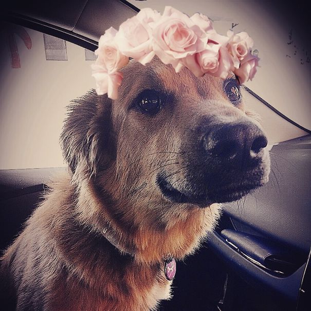 Reese : My Cocker Spaniel X Collie (we Think)