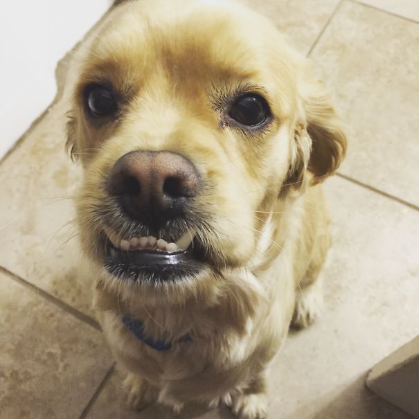 My Cocker Spaniel/pug, Wizard!