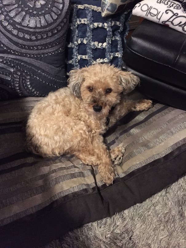 Yorkipoo (yorkie/poodle Cross)