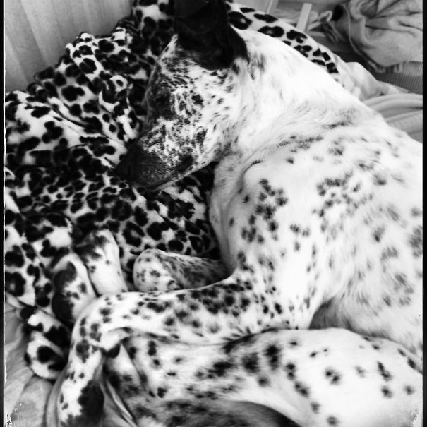 Staffie/pointer/whippet?