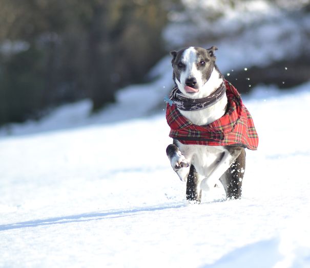 Introducing Brock The 15 Yr Old Greyhound / Border Collie / Lurcher Crossbreed