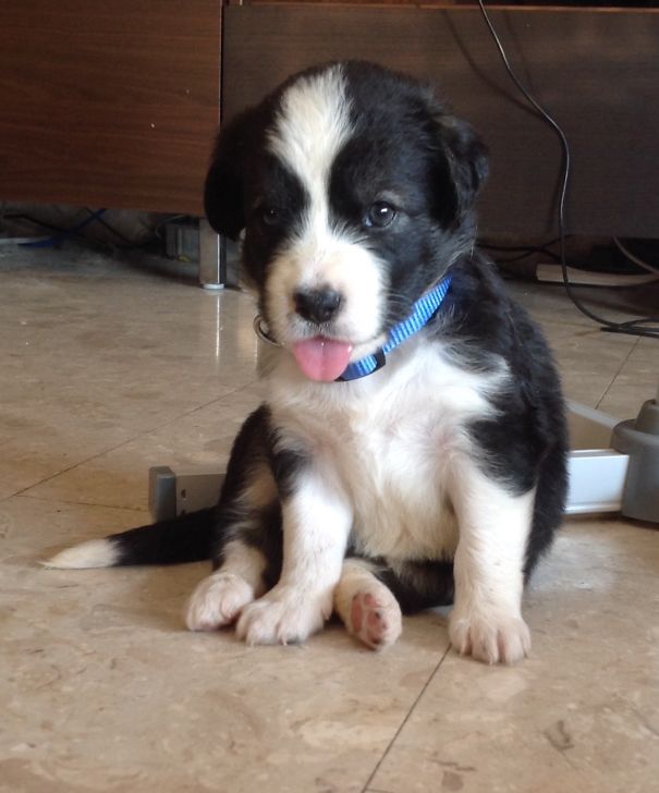 Our 10 Week Old Husky Lab Mix