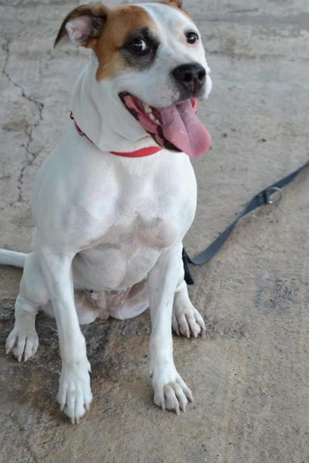 Red Nose Pitbull/boxer Mix And Something Else :)