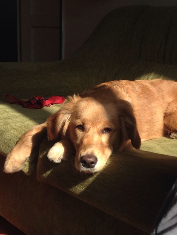 Sweet Cookie,10 Months Old Golden Retriever :)