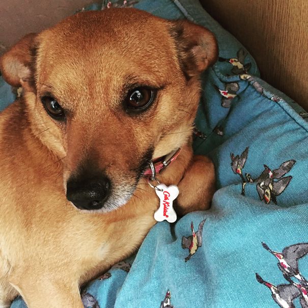 My Jackachi Orla ( Jack Russell X Chihuahua)