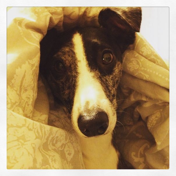 Geoffrey Our Whippet X Border Collie