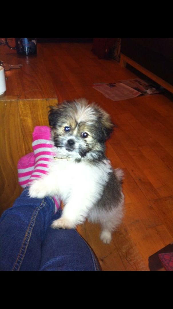 My Shi Tzu/pomeranian Mix (shiranian) When She Was A Puppy