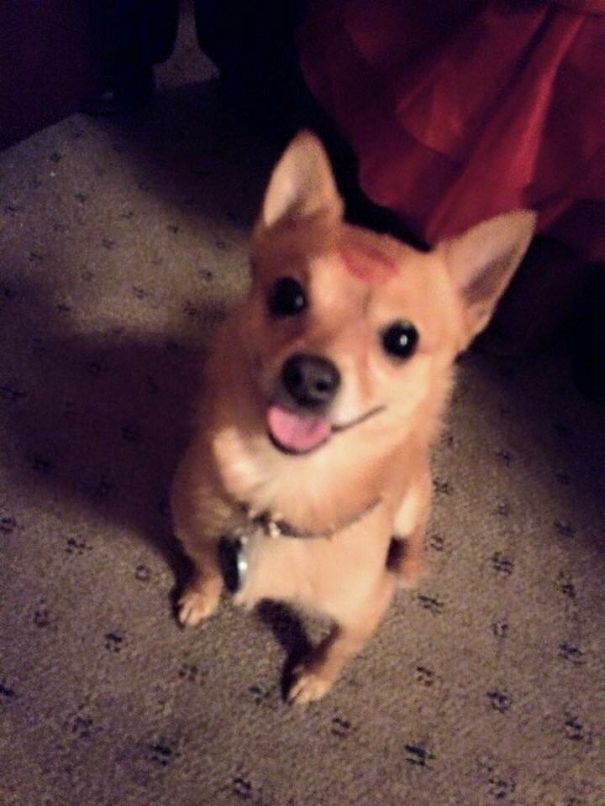 Motley Is A Pomchi (pomeranian And Chihuahua Mix) He Looks Like A Fox Plus A Teddy Bear!