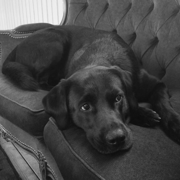 Flatcoated, Rottweiler, English Staff