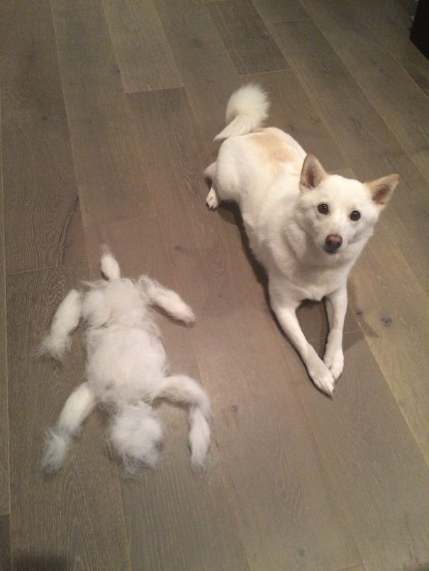 Shiba-mo = Shiba Inu & Eskimo