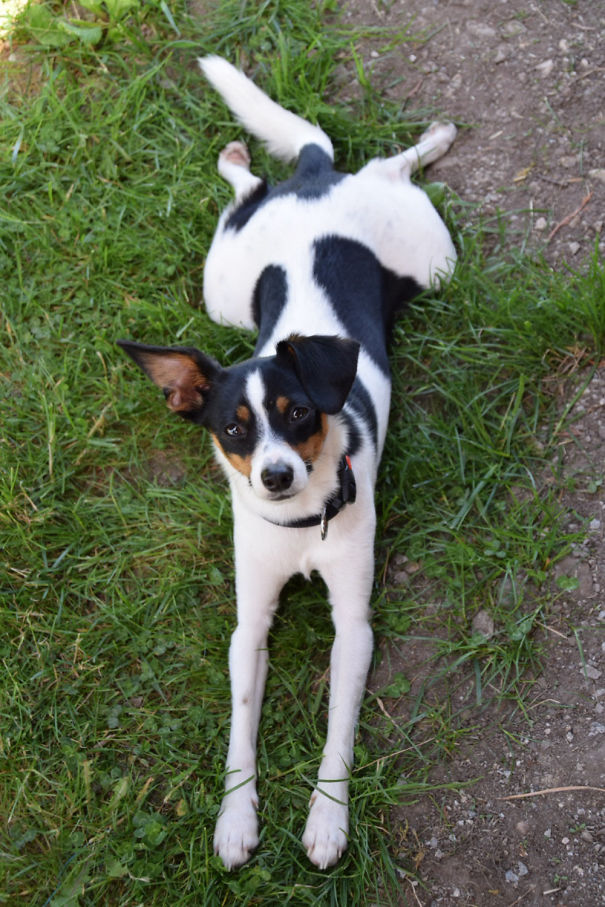 Luky (brasilterrier & Pappilon)