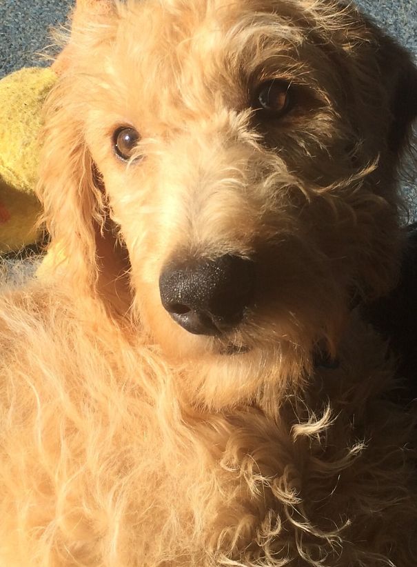 Rusty Our Lurcher/miniature Poodle