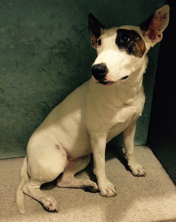 Maggie :) My 4 Years Old Jackbull Girl (jack Russel Terrier&english Bull Terrier Mix)