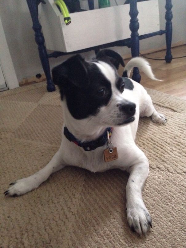 Paco Is A Chihuahua Mix