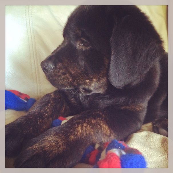 Apollo The Golden Rottie (golden Retriever & Rottweiler)