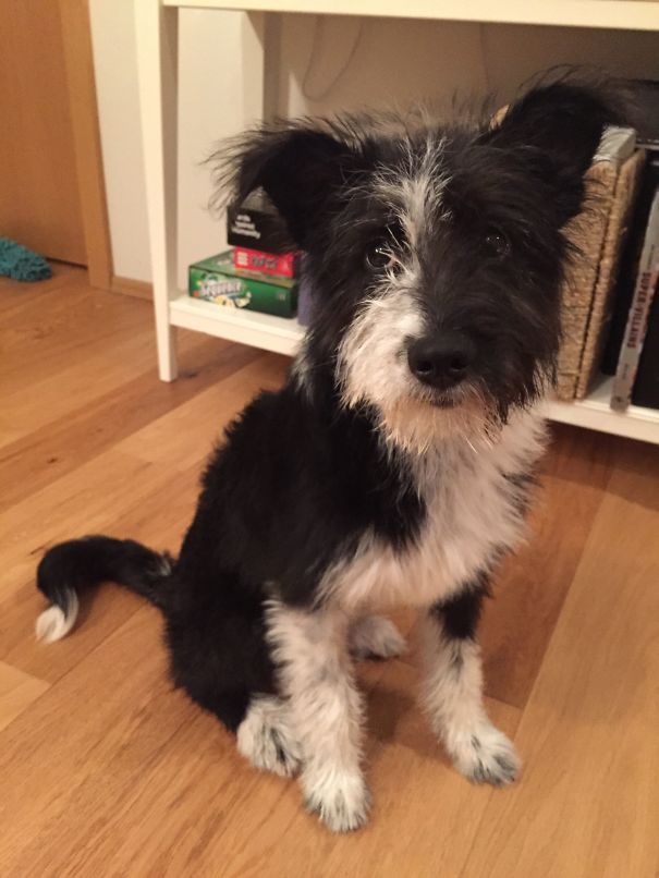Border Collie/terrier