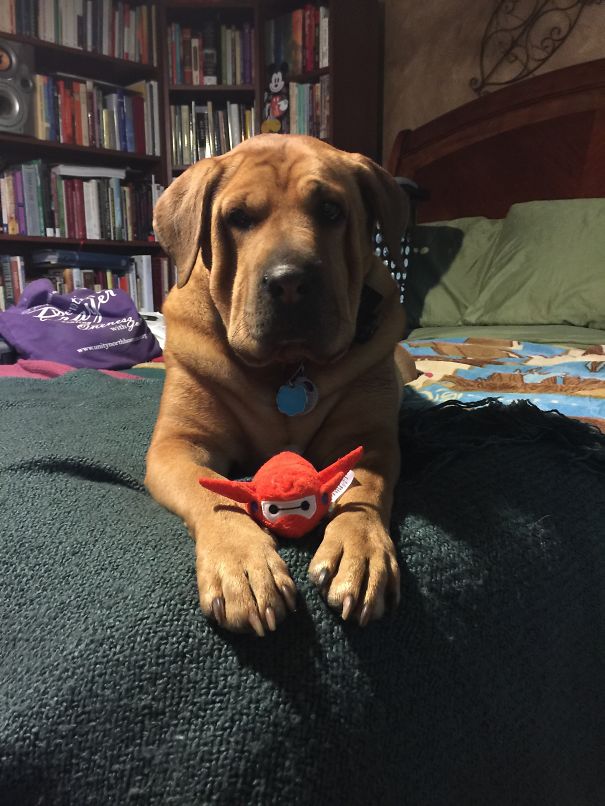 Mandy (shar Pei And Yellow Lab)