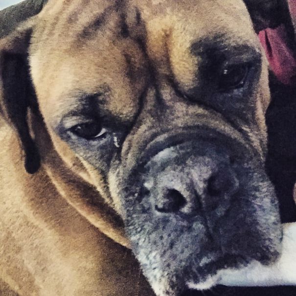 Valley Bulldog (boxer & English Bulldog)