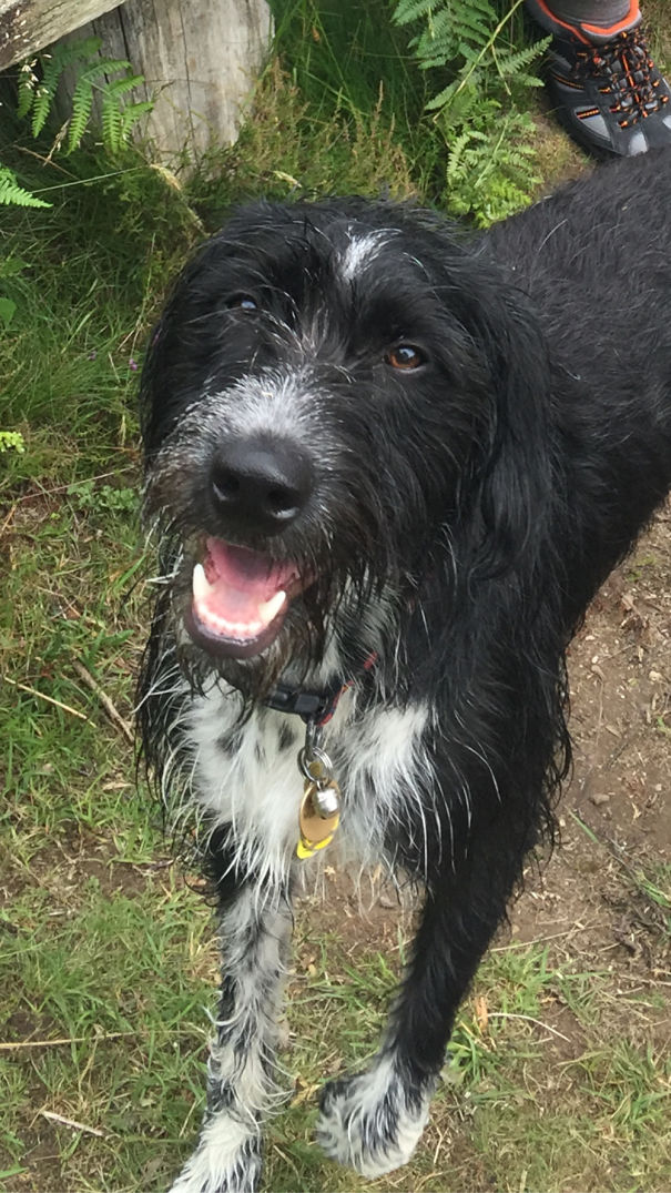 Freya Our Rescue Dog, We Think Lurcher, Pointer Cross