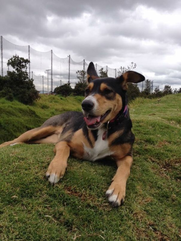 Adhara (german Shepherd + Doberman + Probably More N_n')