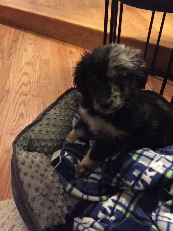 Our Eve When She Was A Puppy Australian Retriever (golden Retriever/aussie)