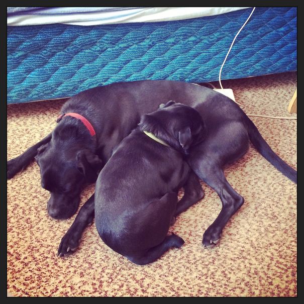 Puggeraner (weimaraner/pug Mix With Pug For Scale)