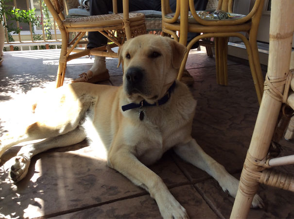 Sharpi - Great Pyrenes