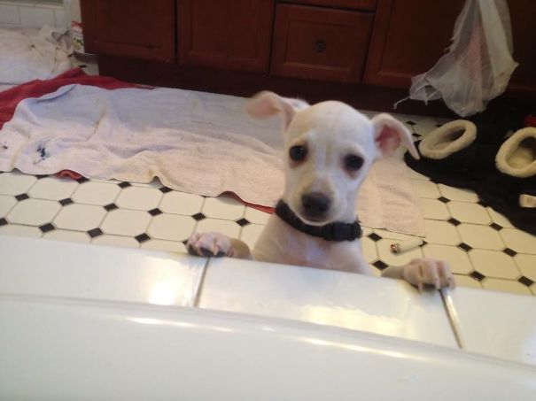 Italian Chipin Hound