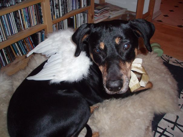 Rottman (rottweiler And Doberman Mi)