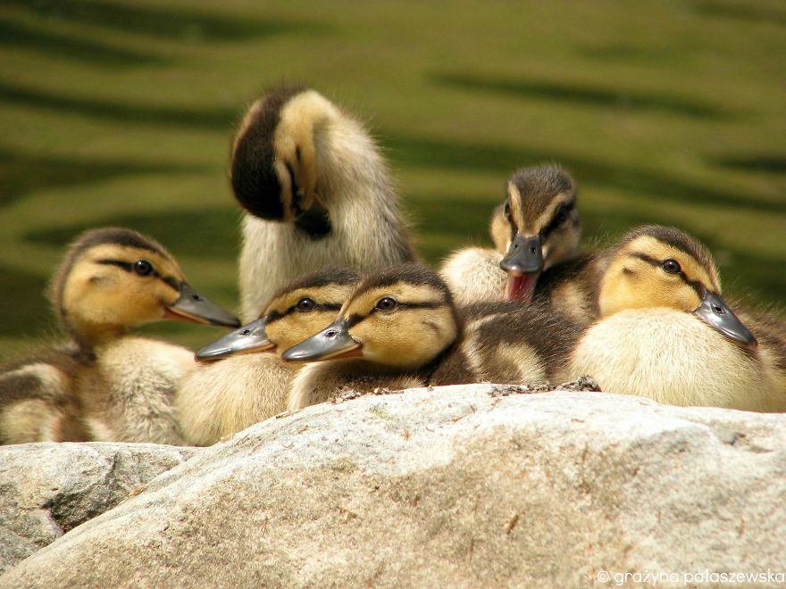 Ducklings
